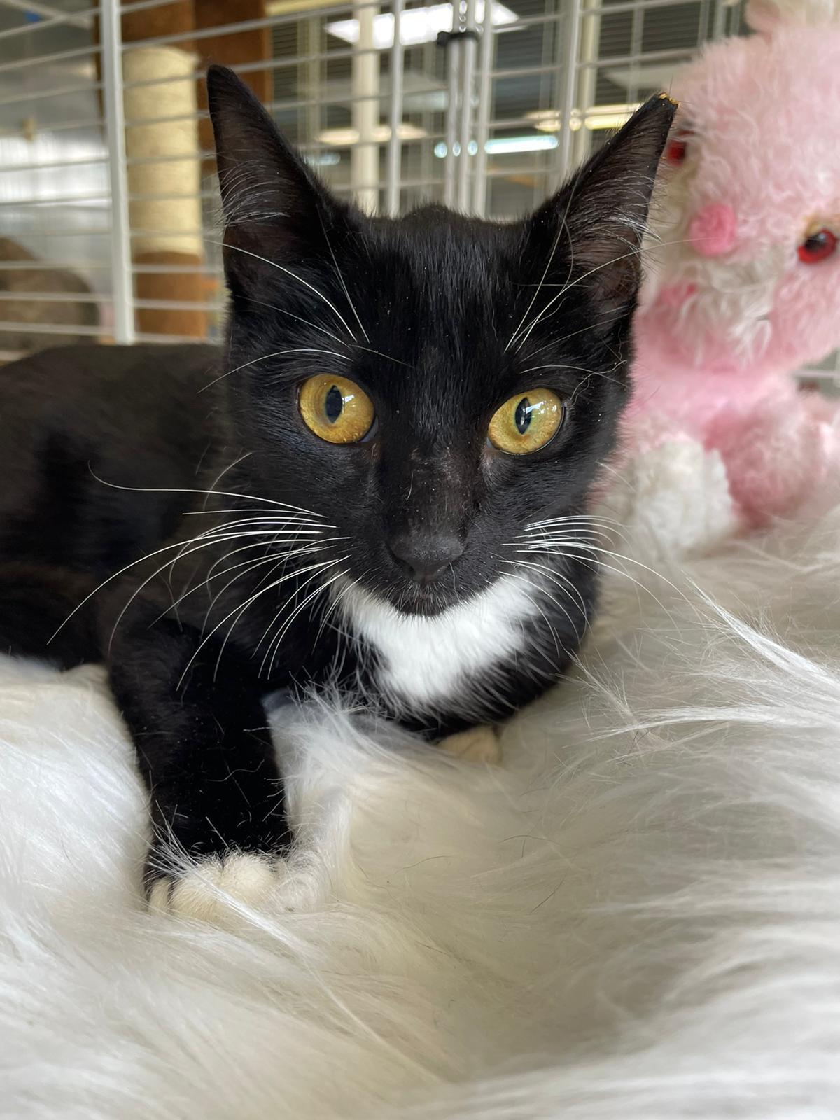 Alejandrina, an adoptable American Shorthair in Margate, FL, 33068 | Photo Image 1