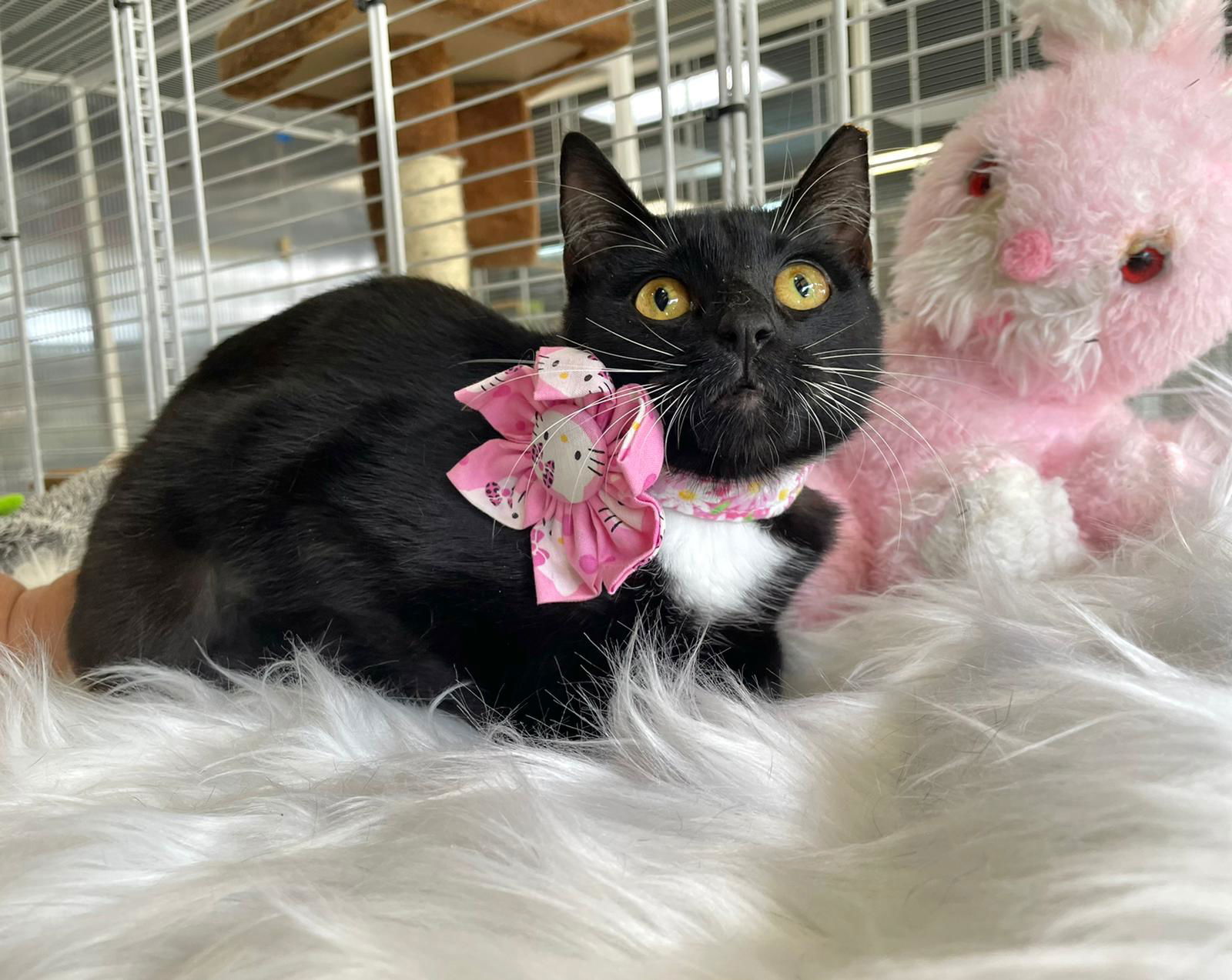 Alejandrina, an adoptable American Shorthair in Margate, FL, 33068 | Photo Image 5