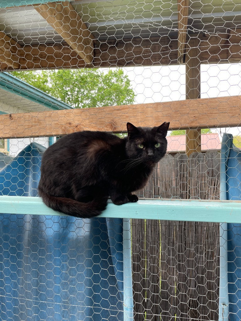 Renesmee, an adoptable Domestic Short Hair in Crossville, TN, 38555 | Photo Image 1