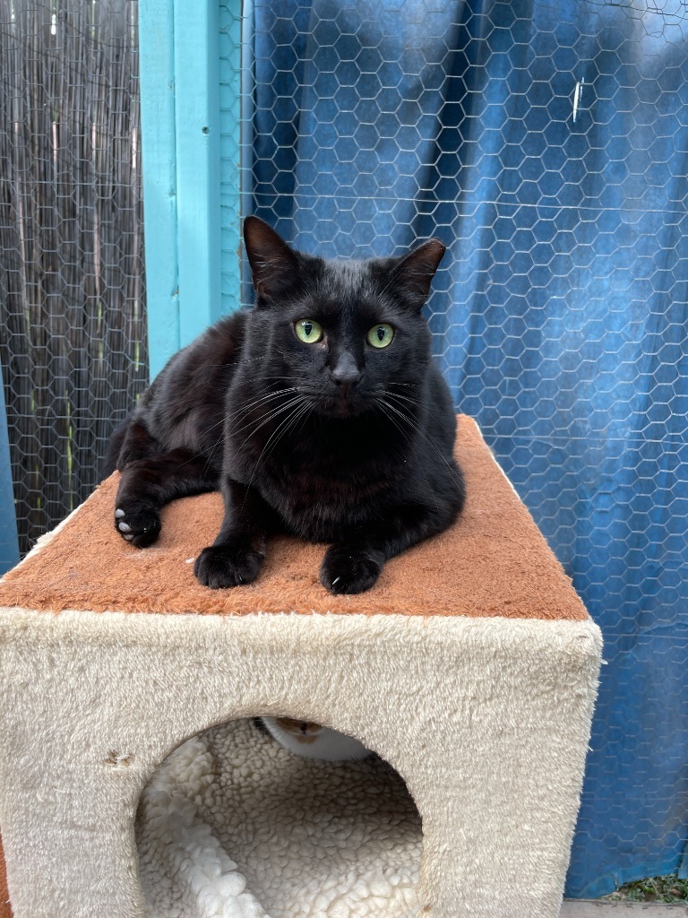 AJ, an adoptable Domestic Short Hair in Crossville, TN, 38555 | Photo Image 1