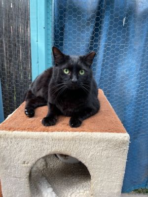 AJ, Adult Female unknown