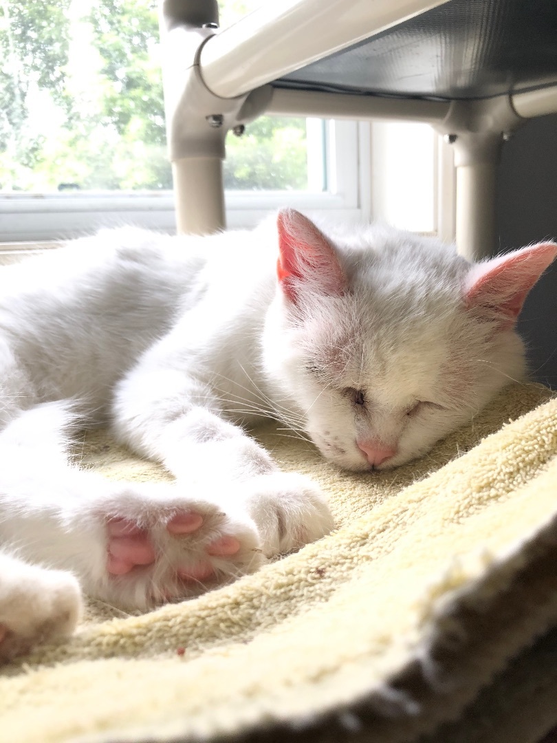 Chichi, an adoptable Domestic Short Hair in Brantford, ON, N3R 0C1 | Photo Image 3