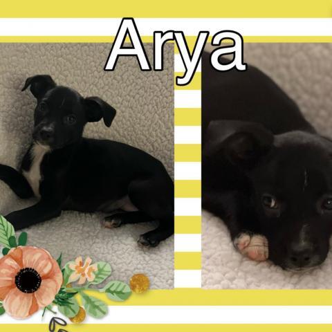 Arya