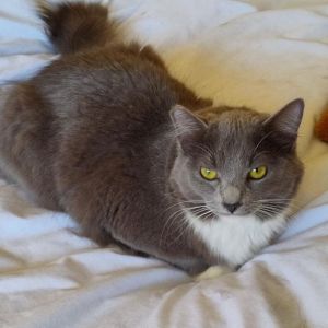 Chrissy Check out this adorable bonded pair that are purring for a home together These Maine Coon m