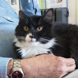 Janet Check out this adorable bonded pair that are purring for a home together These Maine Coon mix