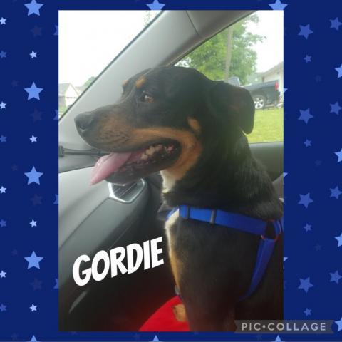 Gordie