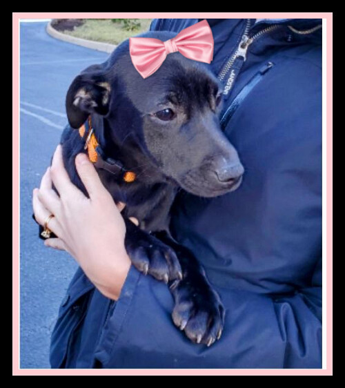 Black lab border collie mx pups