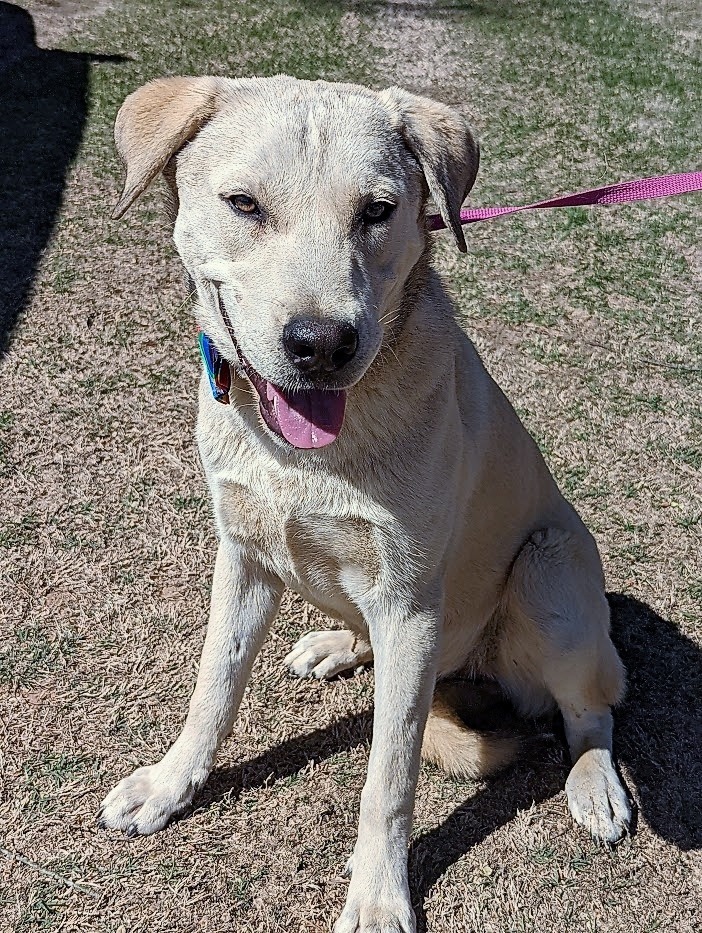 Ebby, an adoptable Labrador Retriever Mix in Arlington, TX_image-4
