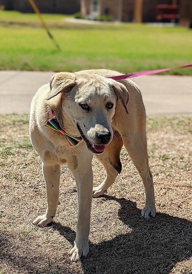 Ebby, an adoptable Labrador Retriever Mix in Arlington, TX_image-1
