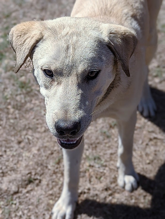 Ebby, an adoptable Labrador Retriever Mix in Arlington, TX_image-5