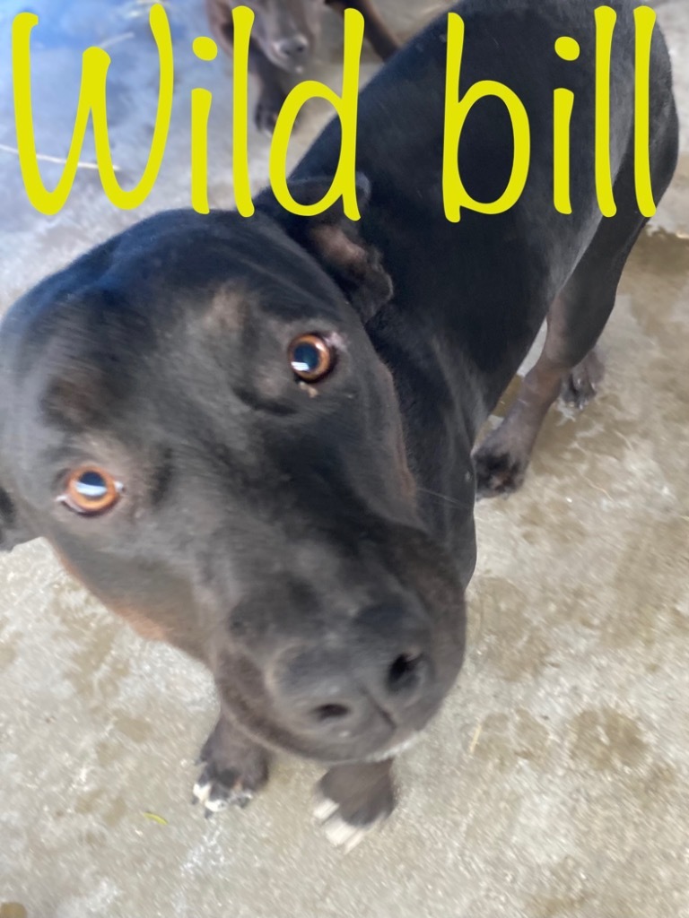 Wild Bill, an adoptable Pit Bull Terrier in Big Spring, TX, 79720 | Photo Image 1