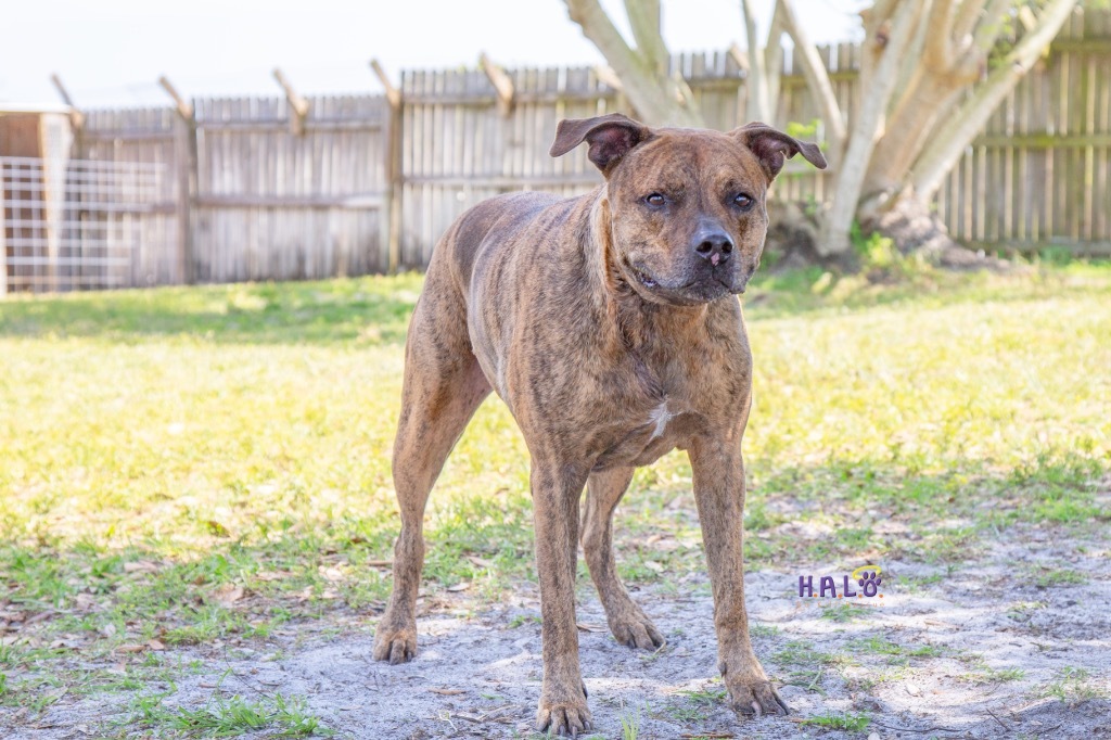 Hobo, an adoptable Mastiff, Mixed Breed in Sebastian, FL, 32958 | Photo Image 2