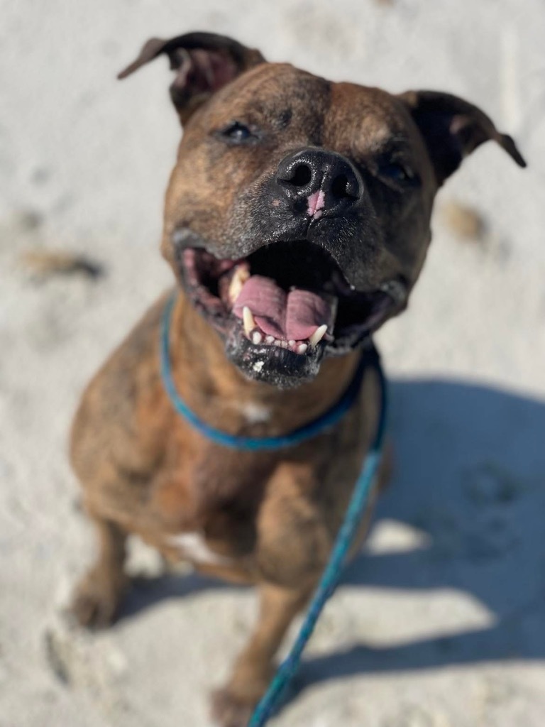 Hobo, an adoptable Mastiff, Mixed Breed in Sebastian, FL, 32958 | Photo Image 5