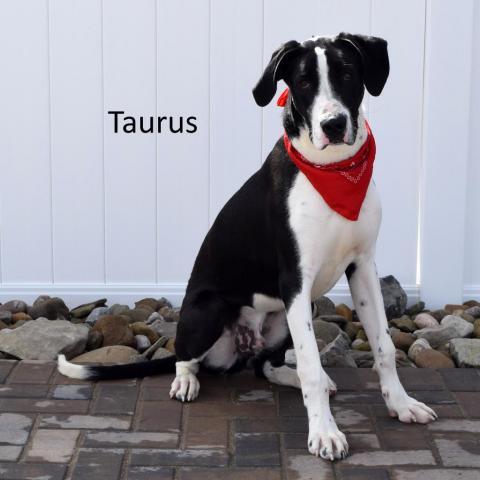 Taurus