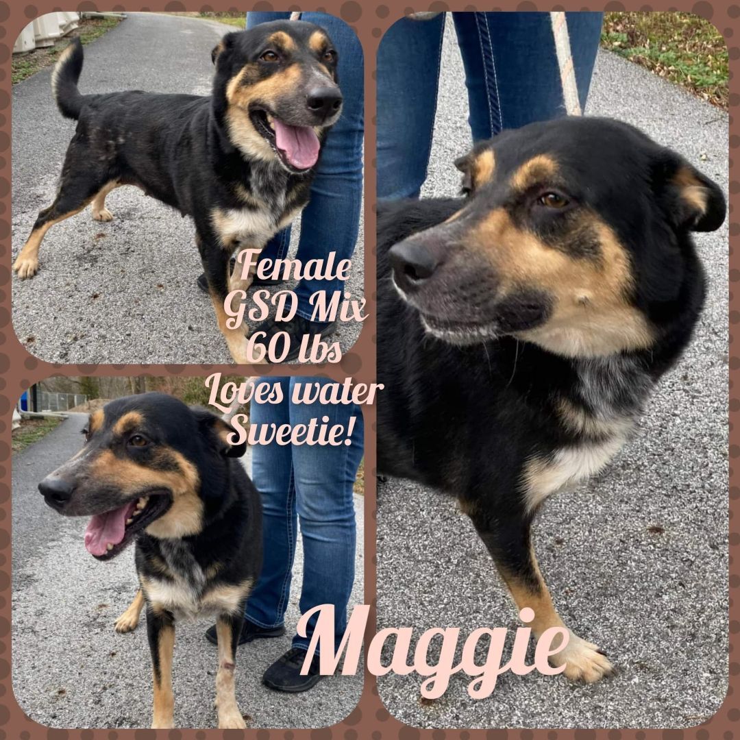 Maggie (20220405-03), an adoptable German Shepherd Dog in Welland, ON, L3B 3X4 | Photo Image 2