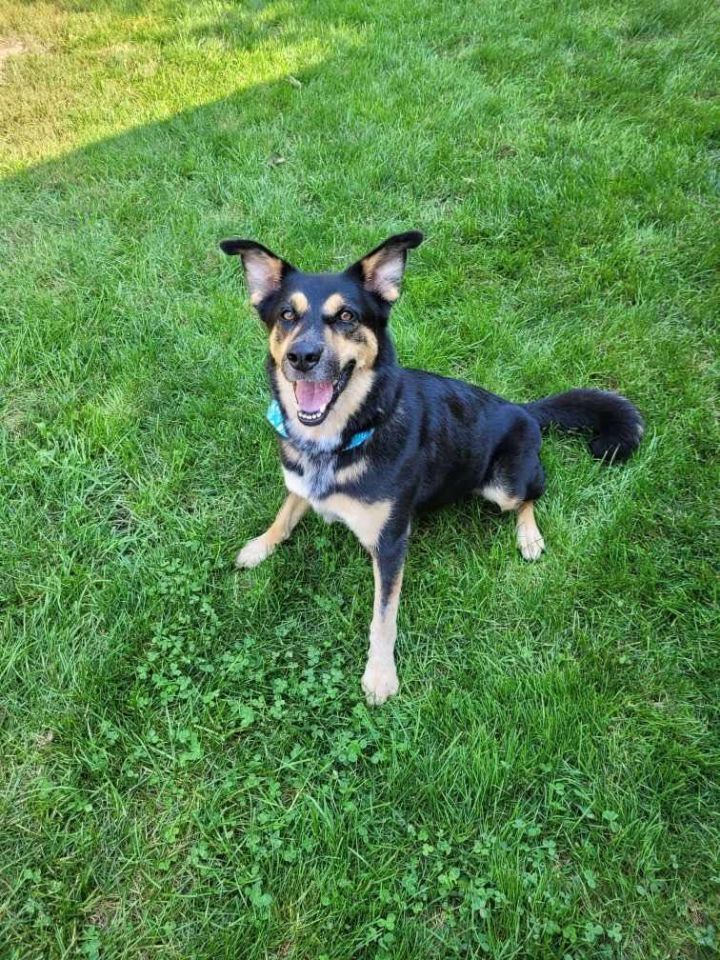 Maggie (20220405-03), an adoptable German Shepherd Dog Mix in Niagara Falls, ON_image-1
