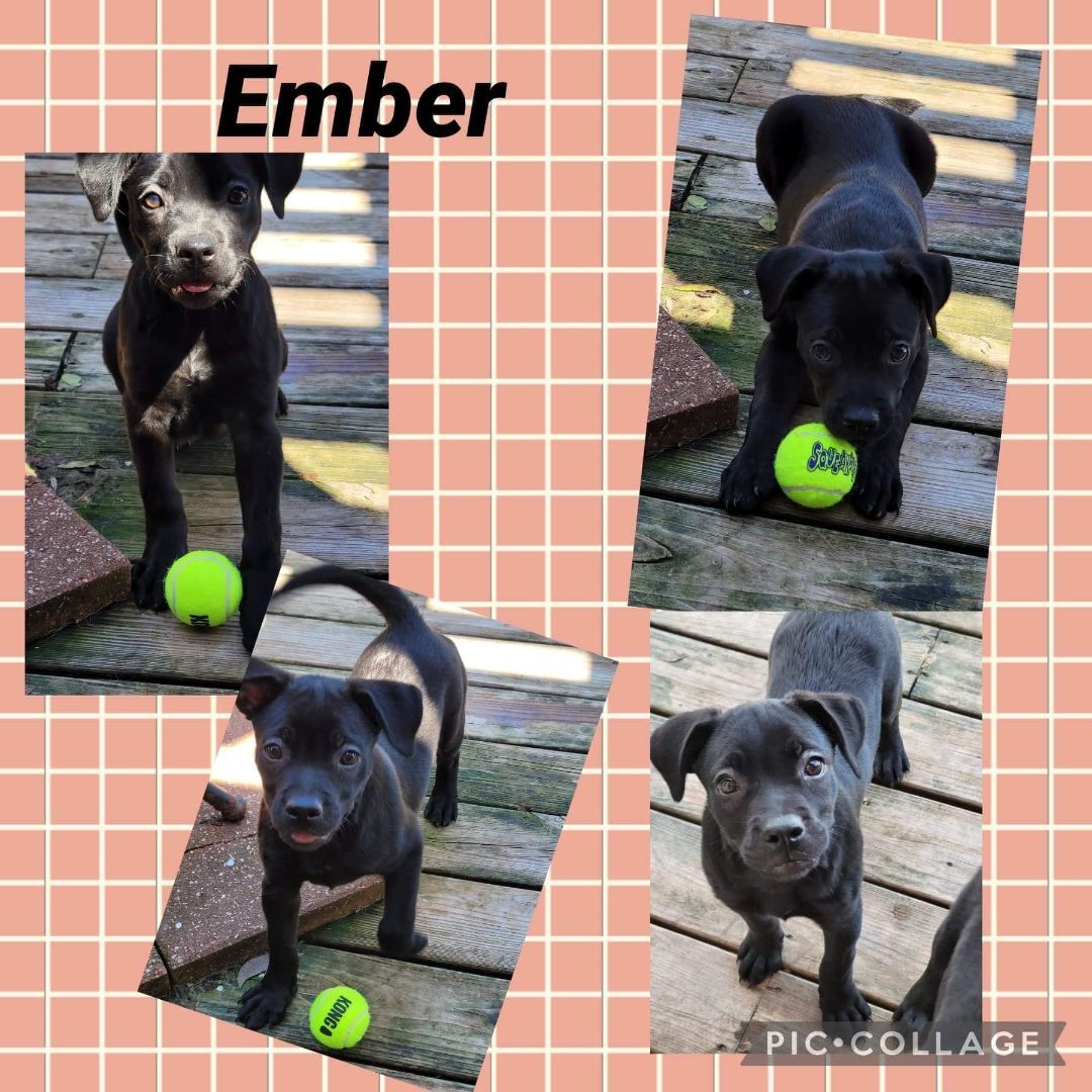 Ember