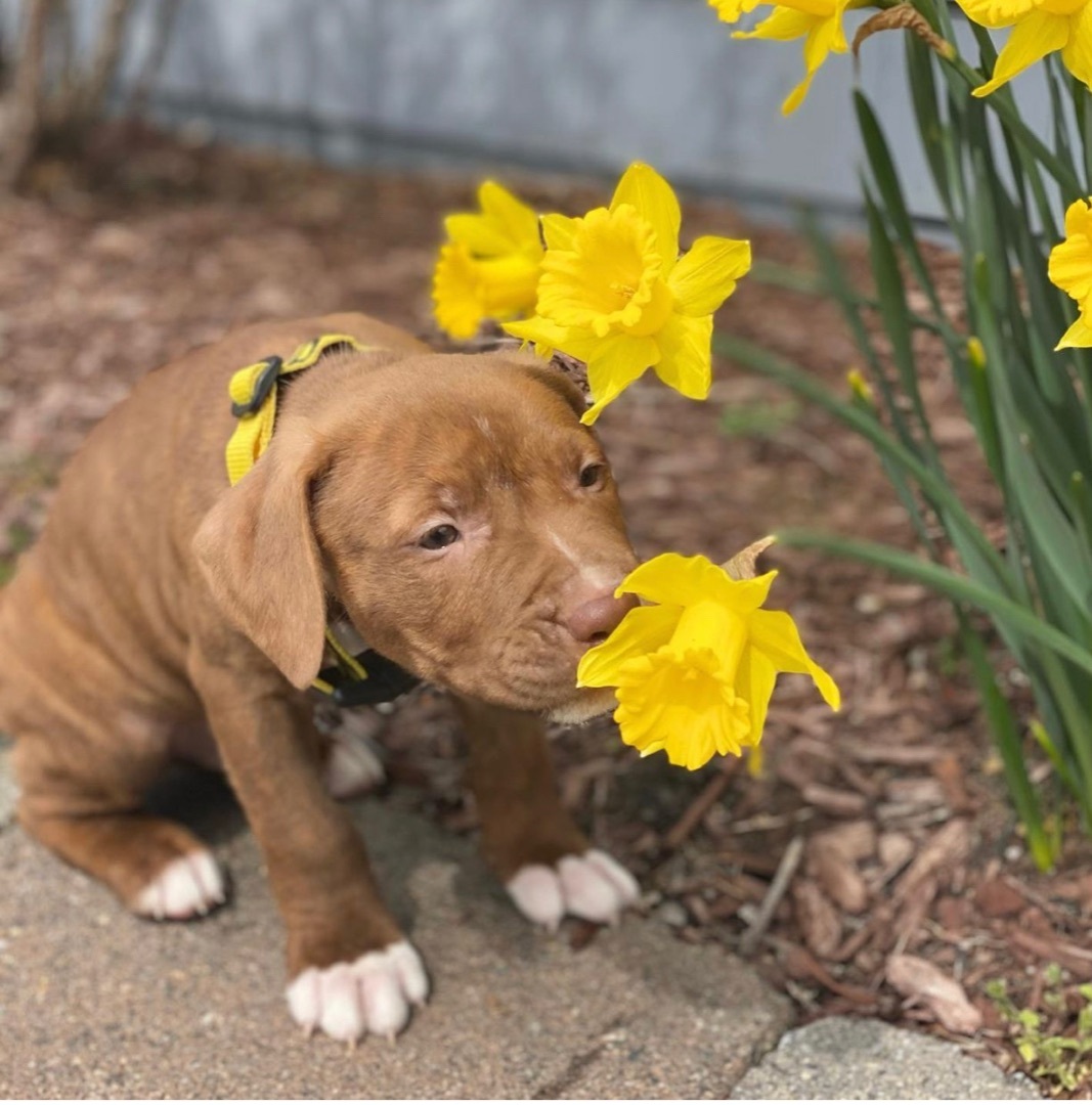 Sweet Potato