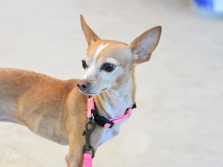 Penny, an adoptable Chihuahua in Montgomery, TX_image-2