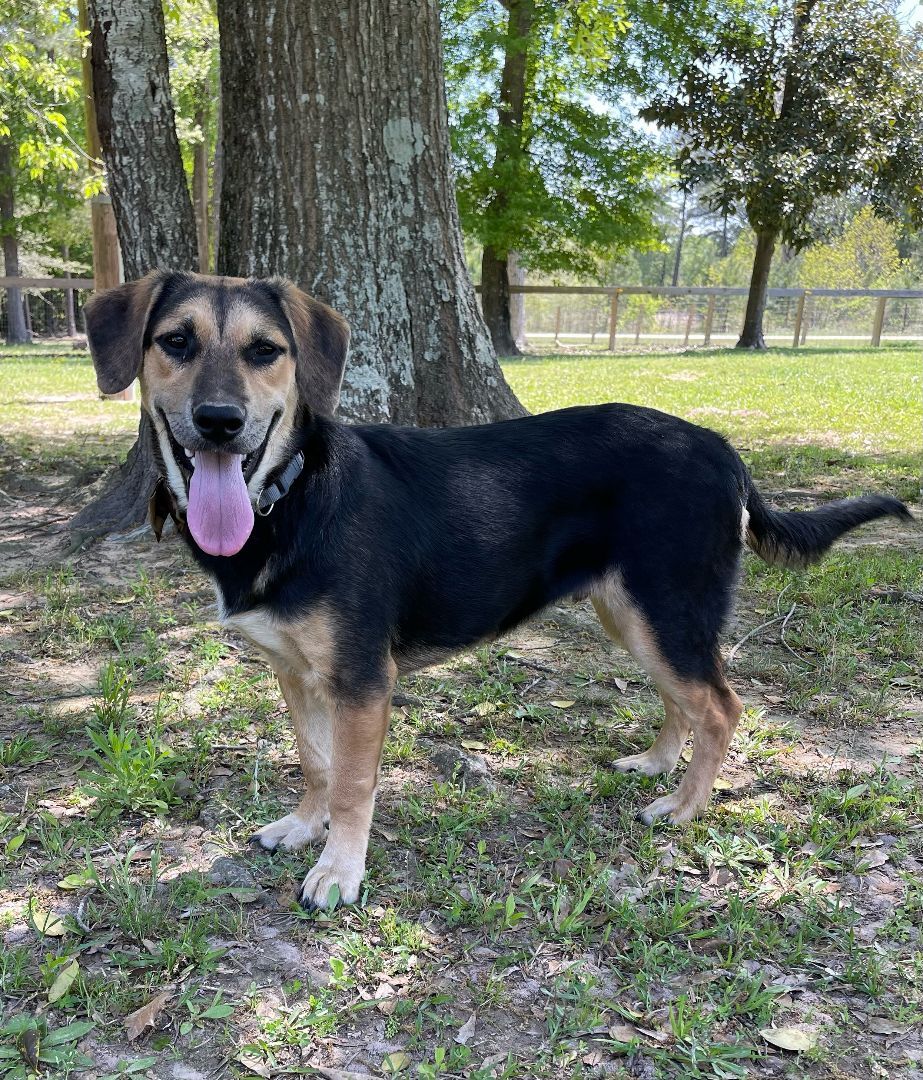 Acorn the Basset Hound German Shepherd Puppy