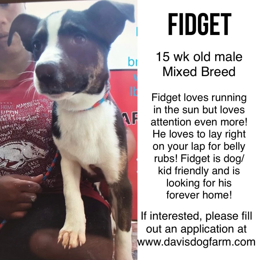 Fidget