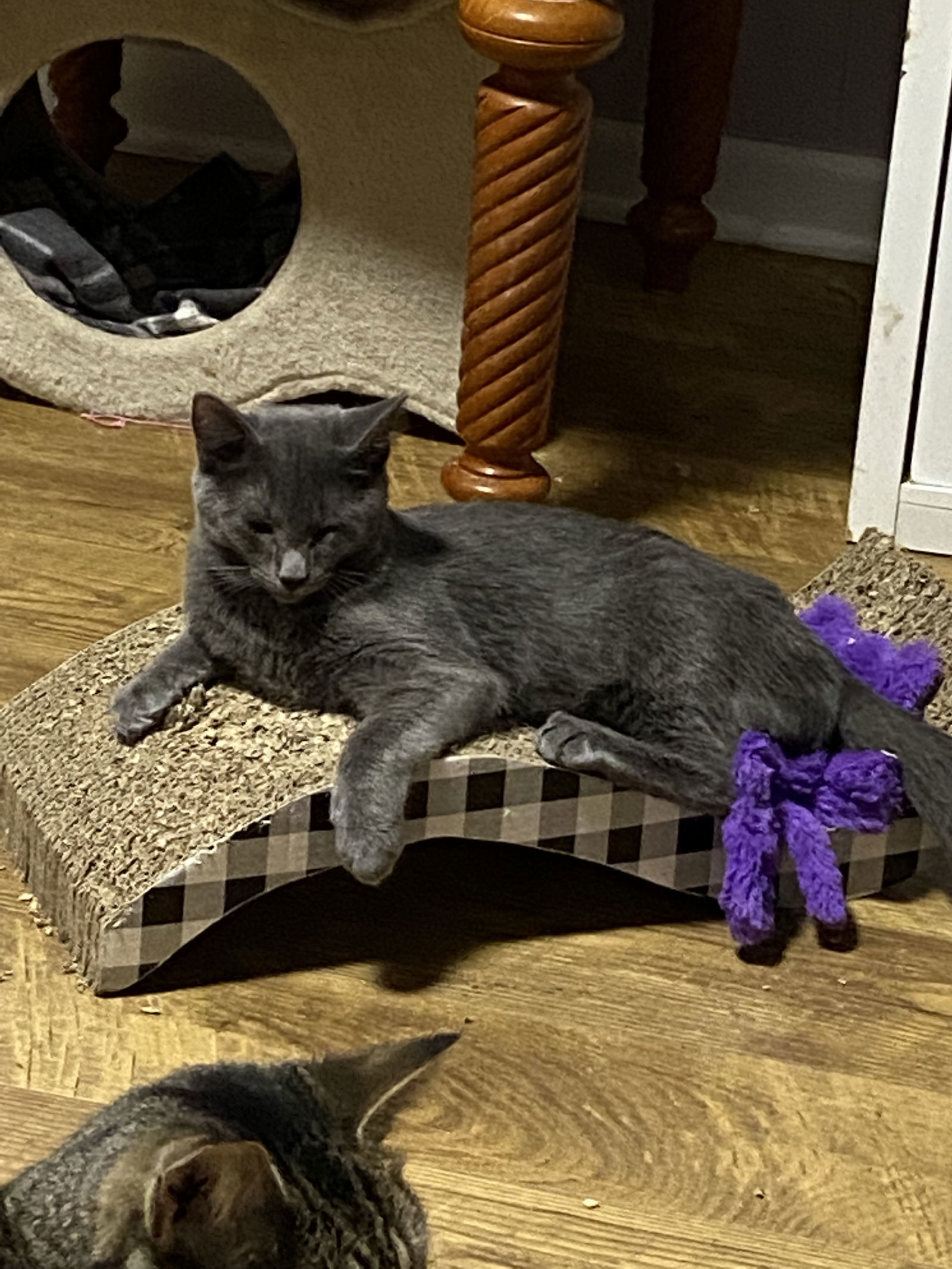 Teddy Bear, an adoptable Domestic Short Hair in Bluefield, WV, 24701 | Photo Image 1