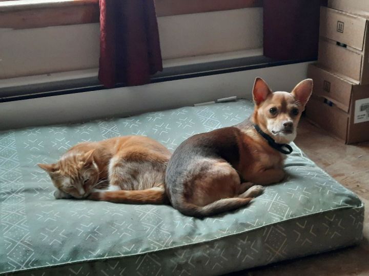 Chupie, an adoptable Chihuahua & Dachshund Mix in Lebanon, ME_image-1