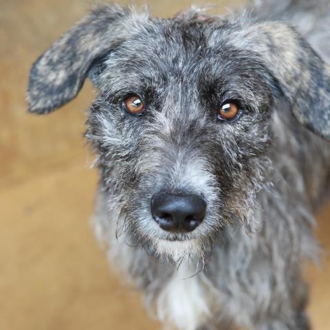 Airedale store hound mix