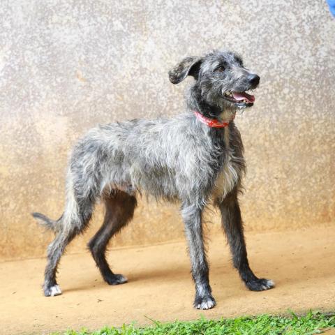 Kergan, an adoptable Airedale Terrier, Hound in Lihue, HI, 96766 | Photo Image 2