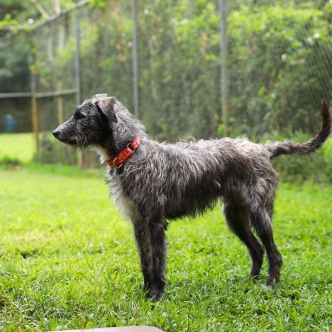 Kergan, an adoptable Airedale Terrier, Hound in Lihue, HI, 96766 | Photo Image 3