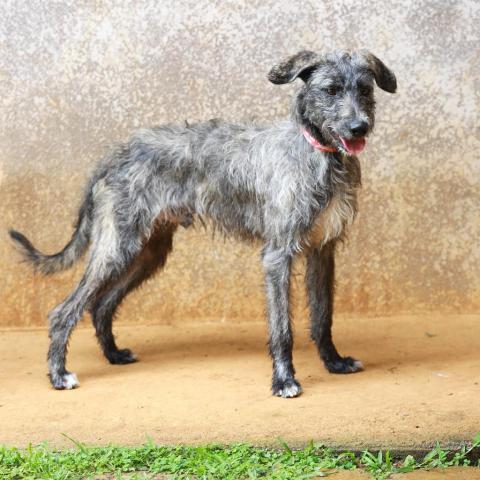 Kergan, an adoptable Airedale Terrier, Hound in Lihue, HI, 96766 | Photo Image 4
