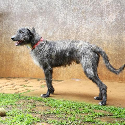 Kergan, an adoptable Airedale Terrier, Hound in Lihue, HI, 96766 | Photo Image 5