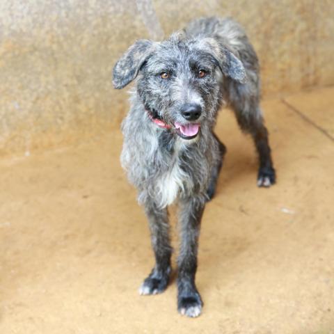Kergan, an adoptable Airedale Terrier & Hound Mix in Lihue, HI_image-6