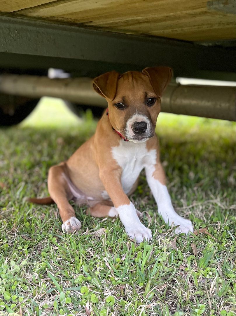 Yahtzee the Terrier Lab Mix Puppy