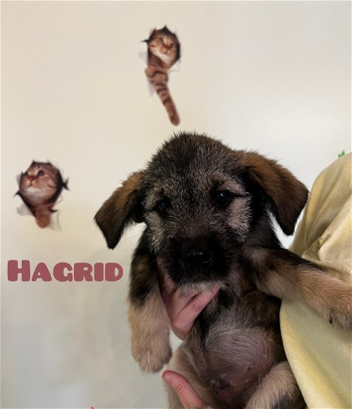 Hagrid