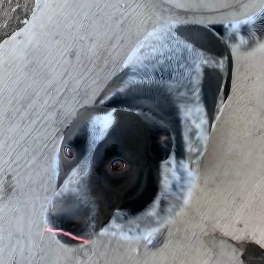 Spot, an adoptable Australian Cattle Dog / Blue Heeler, Border Collie in Trenton, MO, 64683 | Photo Image 1