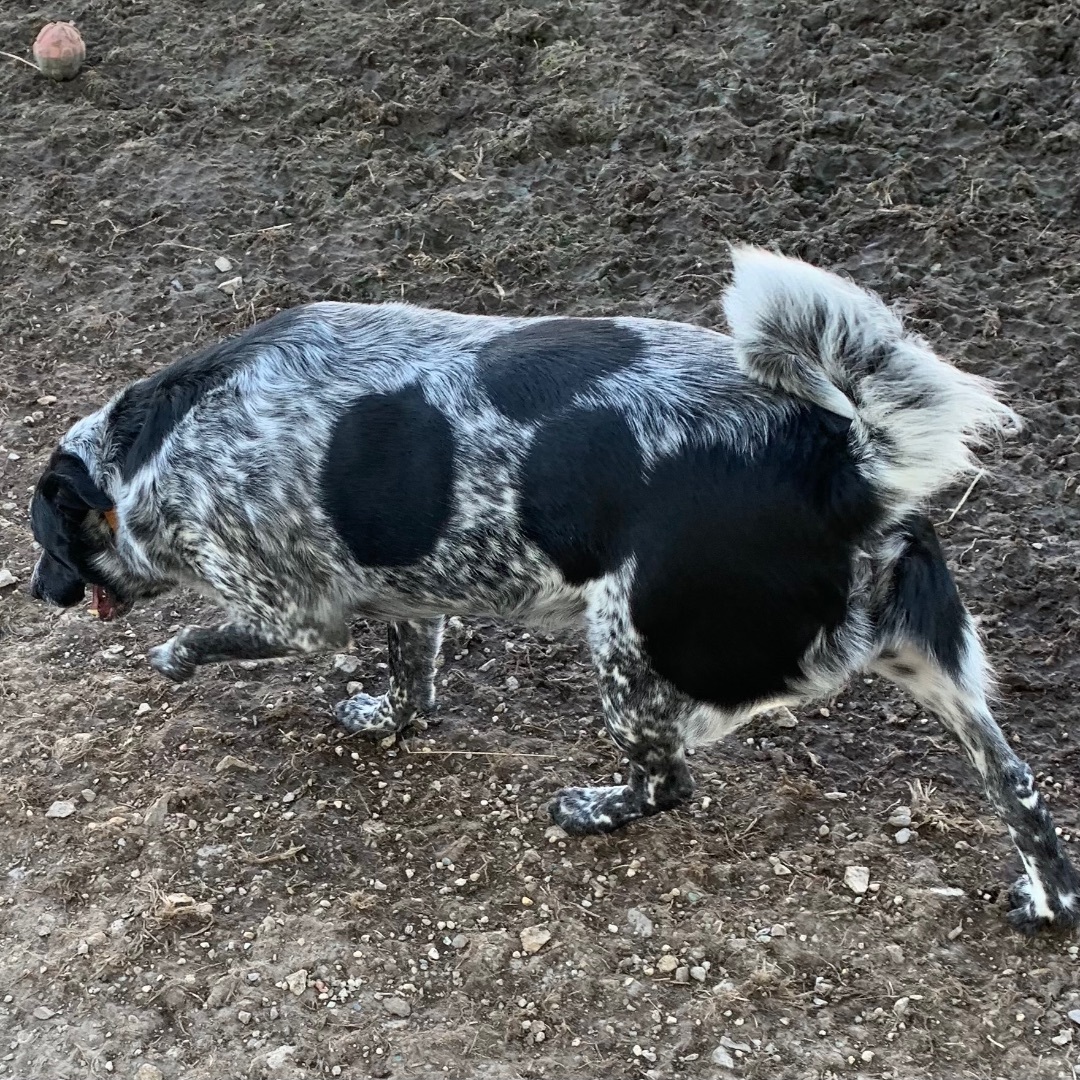 Spot, an adoptable Australian Cattle Dog / Blue Heeler, Border Collie in Trenton, MO, 64683 | Photo Image 5