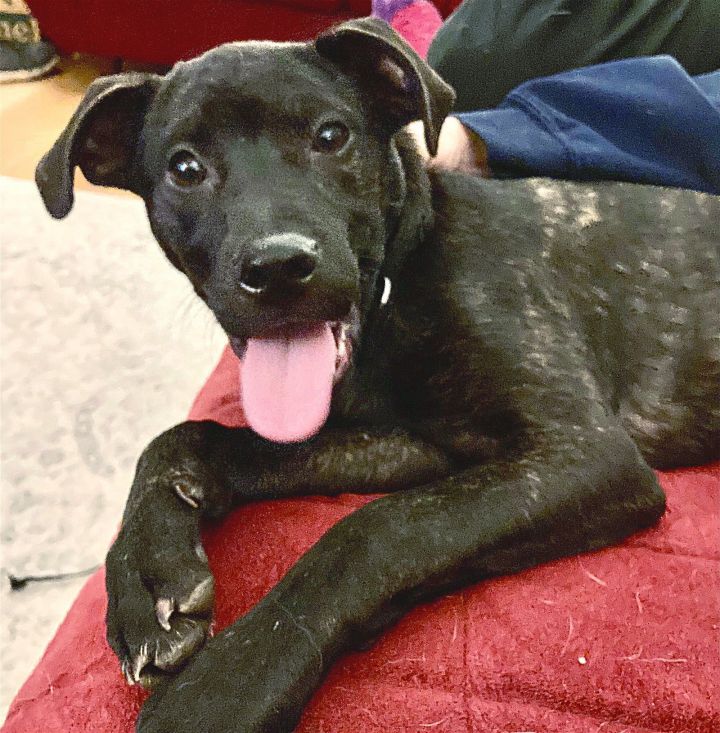 Duke Steele, an adoptable Labrador Retriever & Terrier Mix in Rockaway, NJ_image-3