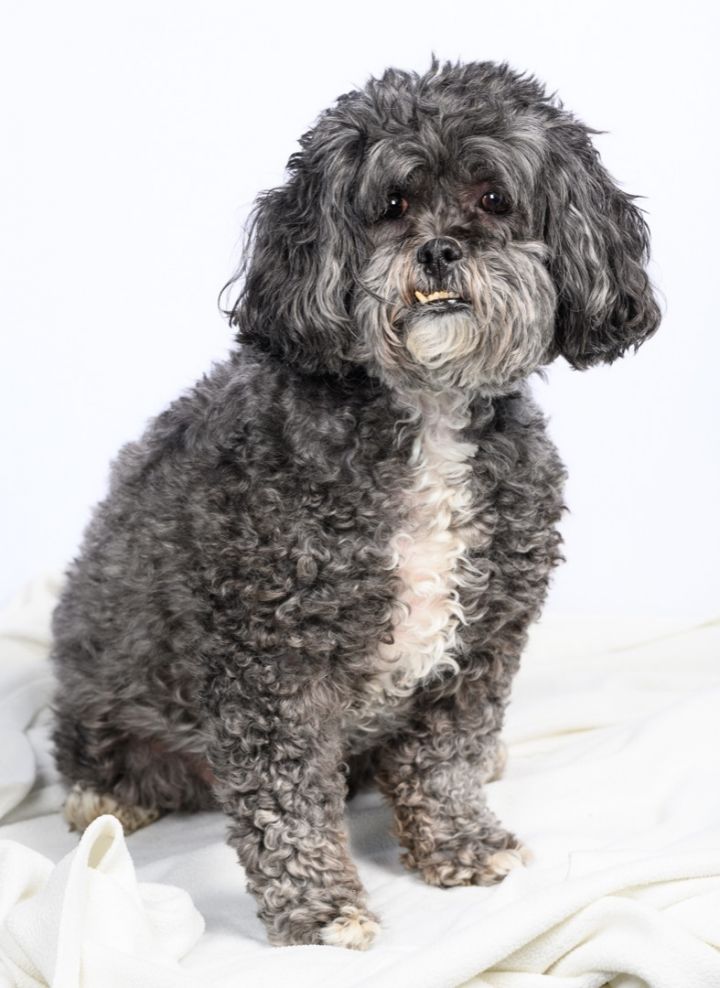 Maggie, an adoptable Miniature Poodle Mix in Tinley Park, IL_image-2