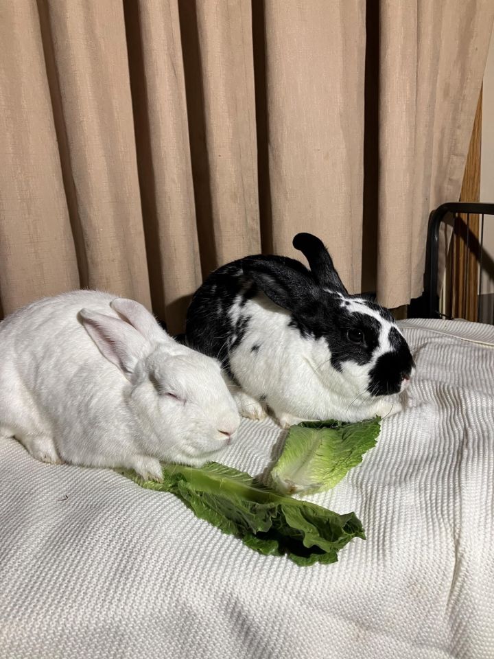 Henry and Marie, an adoptable Bunny Rabbit in Hedgesville, WV_image-2