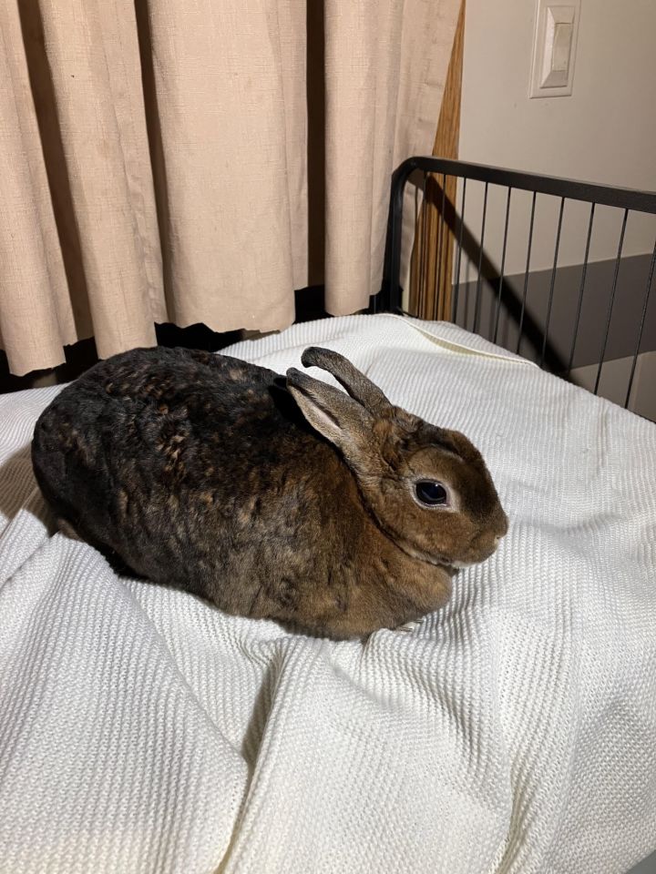 Hershey, an adopted Mini Rex in Hedgesville, WV_image-1