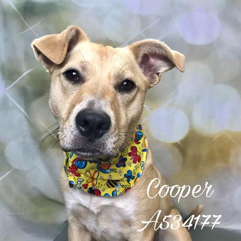 COOPER