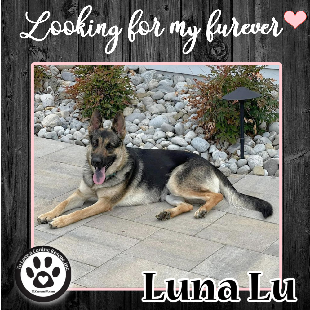 Luna Lu (Mom to Luna Pups) 040922