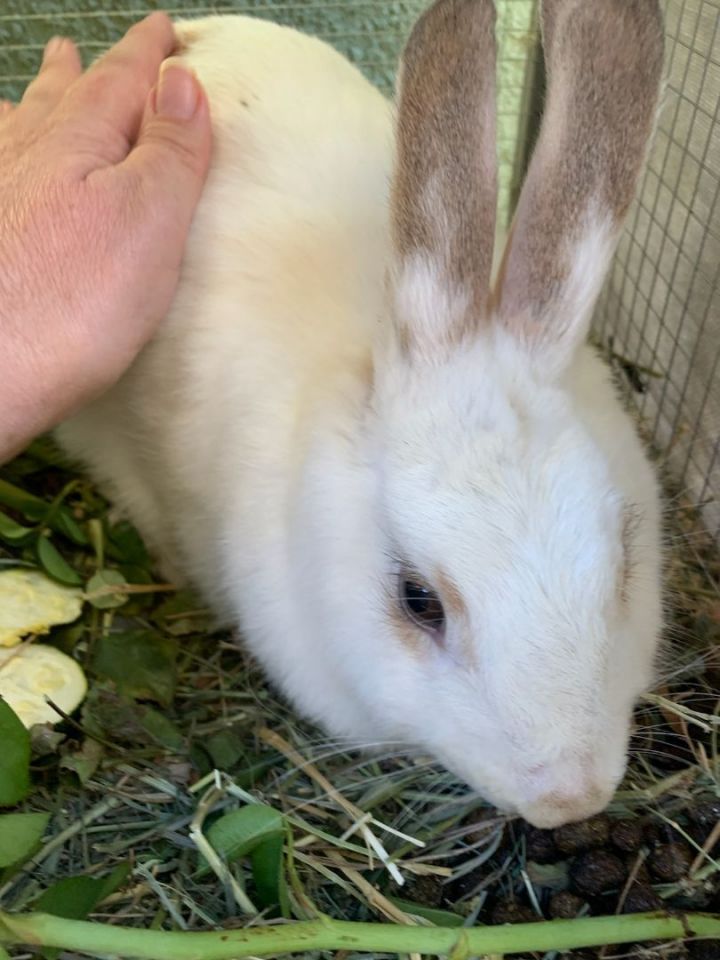  Peaches 1
