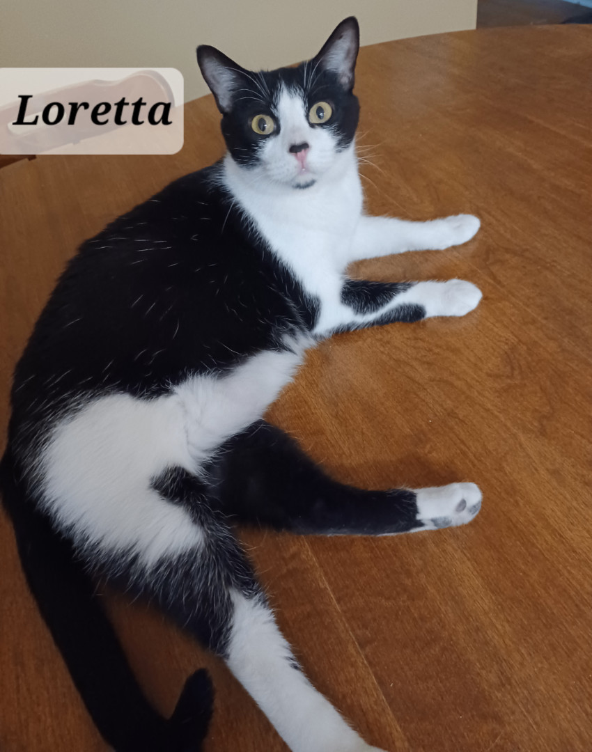 Loretta - friendly & loving