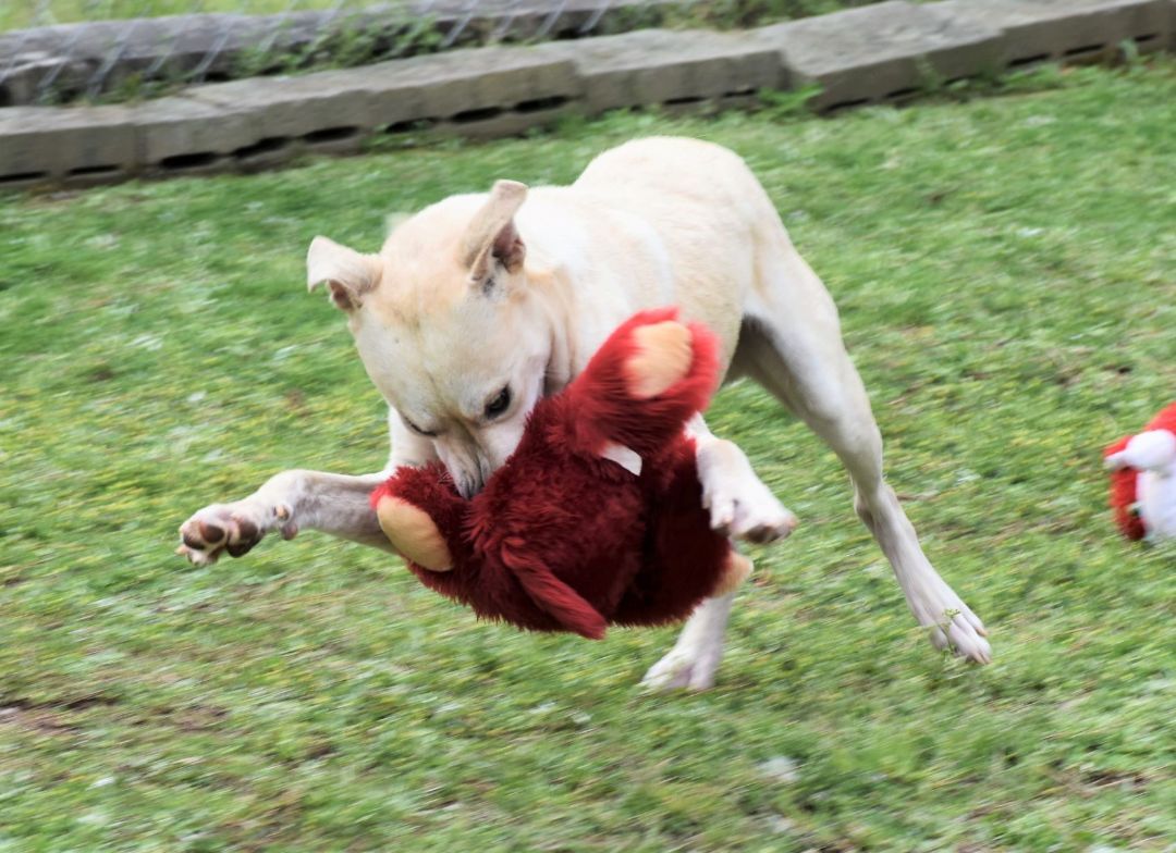 Finn, an adoptable Labrador Retriever in Wedowee, AL, 36278 | Photo Image 3