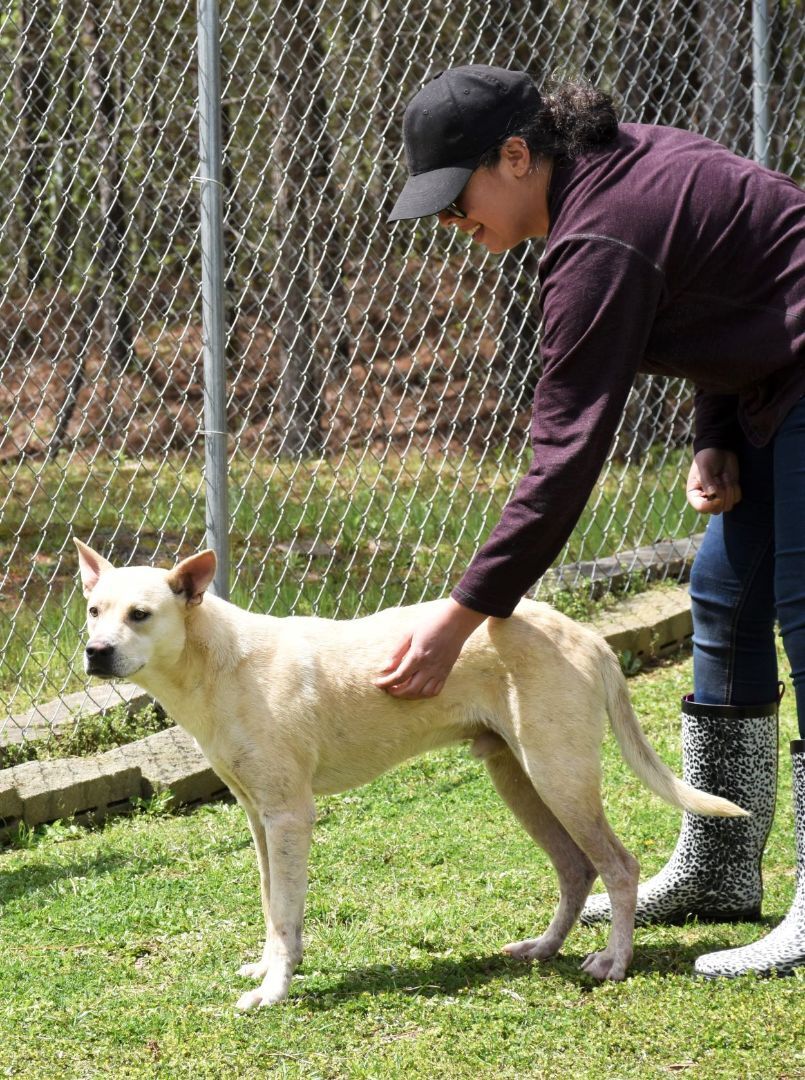Finn, an adoptable Labrador Retriever in Wedowee, AL, 36278 | Photo Image 4