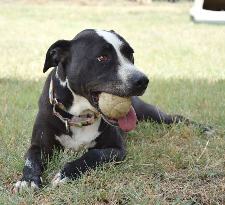 Daisy, an adoptable Pit Bull Terrier Mix in Bulverde, TX_image-6