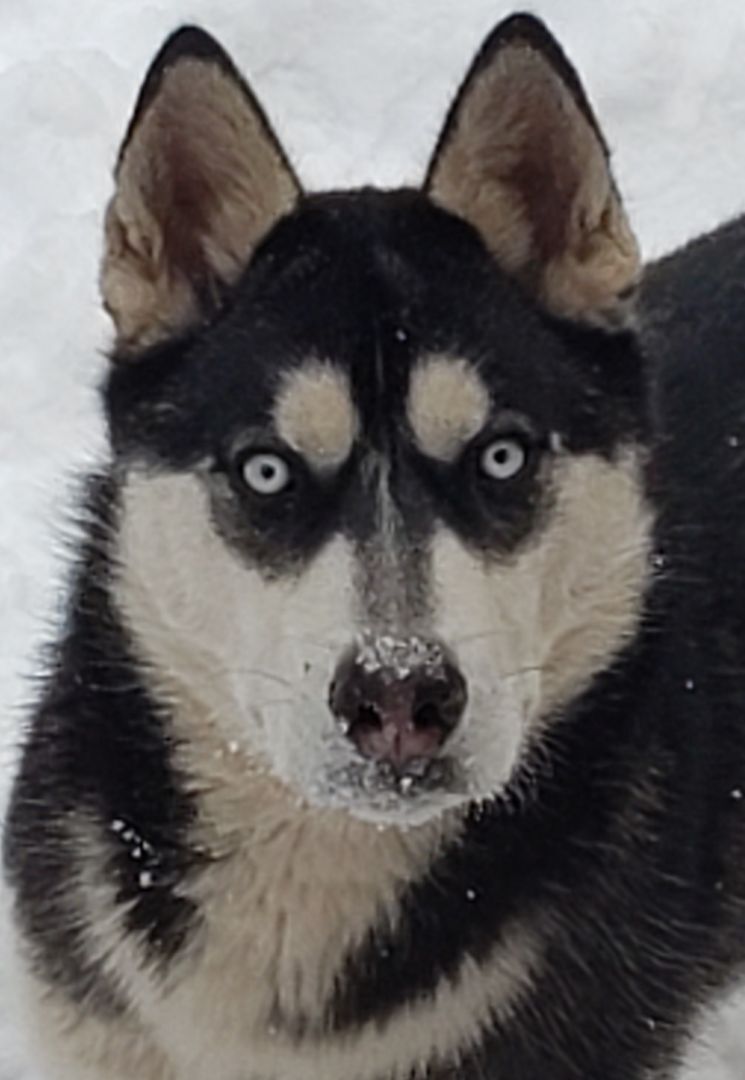 DAX, an adoptable Siberian Husky in Golden, CO, 80403 | Photo Image 1
