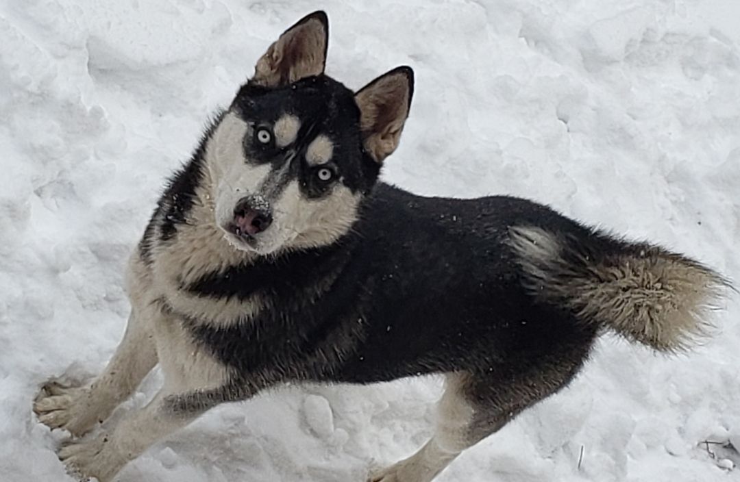 DAX, an adoptable Siberian Husky in Golden, CO, 80403 | Photo Image 3